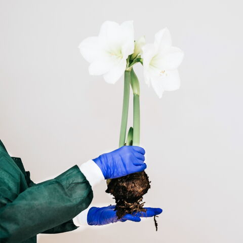 Synthetische Biologie: Werden wir bald Bioterrorismus ausgesetzt sein?