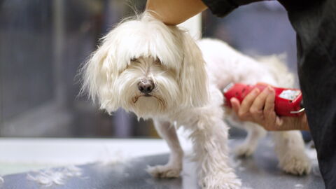 Verbote und Gebote, die Hundebesitzer kennen müssen