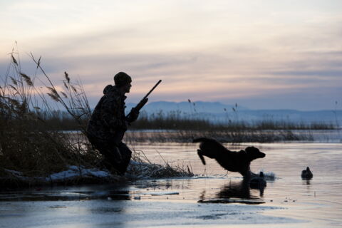 Verbote und Gebote, die Hundebesitzer kennen müssen