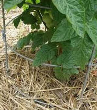 Breite etwas Stroh um die Tomatenpflänzchen herum aus. Das hält die Erde feucht und warm...