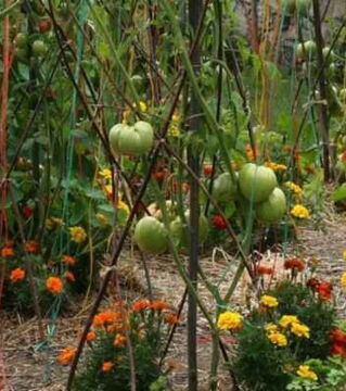 Du kannst auch Tagetes zwischen die Tomatenpflanzen setzen. Sie vertreiben Nematoden...