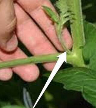 Entferne die Seitentriebe in den Blattachseln. Sonst geht die Kraft in die Triebe und nicht in die Früchte...