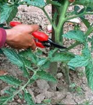 Entferne die unteren Blätter. Sie bekommen nicht viel Sonne und werden gern von Krankheiten befallen...