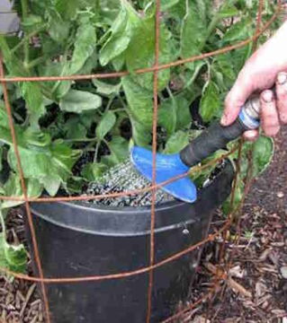 Gieße Deine Tomaten von unten und lass Dir dabei Zeit!