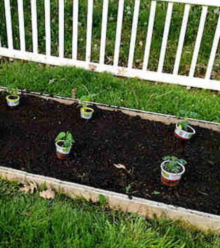 Halte genügend Abstand zwischen den Setzlingen. So bekommen Deine Tomaten später mehr Sonnenlicht ab...