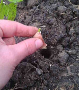 Pflanze Knoblauch zwischen Deinen Tomaten... Das tötet für sie bedrohliche Bakterien ab und gibt ihnen gleichzeitig noch einen guten Geschmack!