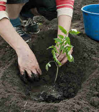 Setze Deine Tomaten genügend tief in die Erde, damit ihre Wurzeln die notwendigen Nährstoffe bekommen können!