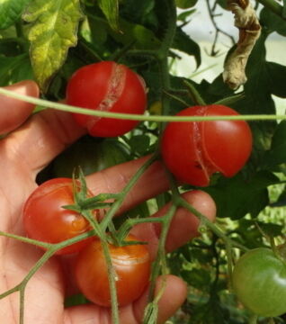 Springen Deine Tomaten auf, hast Du sie vielleicht zu viel gegossen!