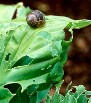 Umgürtel Deine Setzlinge mit Kupfer oder Kupferdraht! Das vertreibt Schnecken und Nacktschnecken...