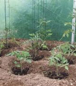 Ziehe Deine Tomaten nicht zwei Jahre hintereinander an derselben Stelle oder in derselben Erde. Denk daran, ab und zu etwas anderes anzubauen. Das beugt Krankheiten vor!