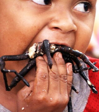 Kambodscha – Frittierte Spinnen