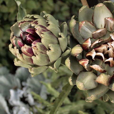 Artischockenherzen haben kaum Kalorien, dafür aber 2 g Eiweiß pro 100 g. Foto: Pixabay