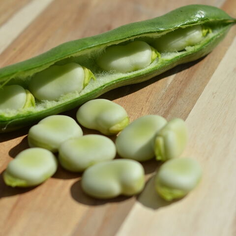 Dicke Bohnen enthalten pro 100 g stolze 6,8 g Eiweiß. Foto: Getty Images