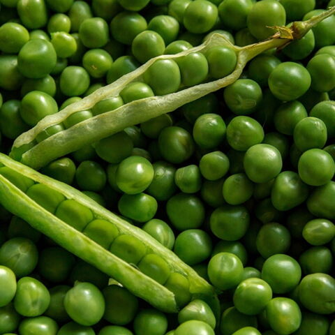 Erbsen enthalten Proteine und sind magenschonender als andere Hülsenfrüchte. Foto: Pixabay