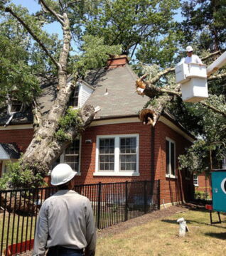 Unter der Auswirkung starker Winde können ganze Bäume entwurzelt werden und auf ihre Umgebung fallen.