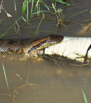 Die größte Schlange der Welt, die Große Anakonda, frisst ab und zu auch kleine Alligatoren!