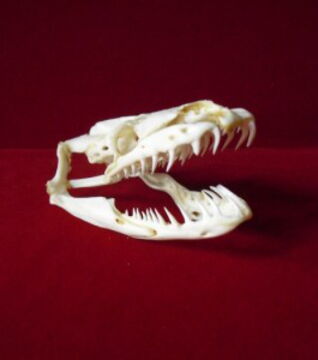 Die größte Schlange der Welt, die Große Anakonda, hat einen beeindruckenden Kiefer