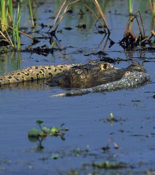 Manchmal kommt es jedoch auch vor, dass die größte Schlange der Welt, die Große Anakonda, von Alligatoren gefressen wird