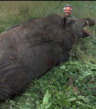 Das größte Wildschwein der Welt ist eine Subspezies von Sus Scrofa Attila