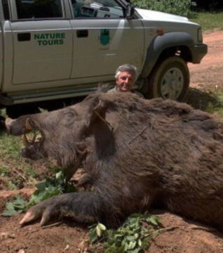 Das größte Wildschwein der Welt wiegt über 350 Kilogramm