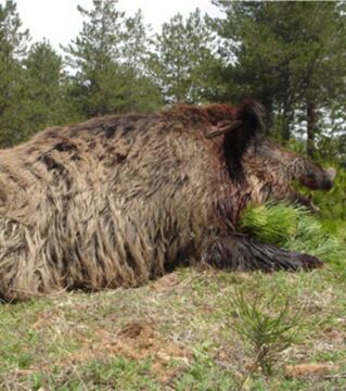 Das unglaublich starke Wildschwein ist ein Schrecken für die Bauer