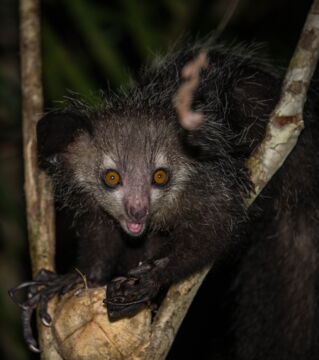 Der Aye-Aye ist ein kleiner Primat aus Madagaskar. Dieses nachtaktive Tier ist für seine großen Augen und seine langen Finger bekannt.