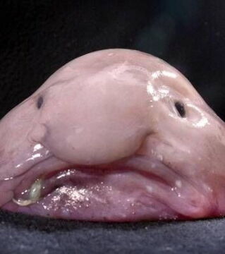 Der Blobfisch lebt in der Tiefsee und wurde mehrfach zum hässlichsten Tier der Welt ernannt.