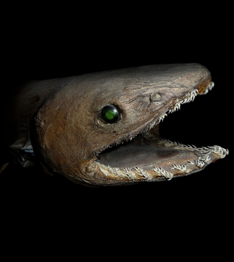 Das sind die hässlichsten Tiere der Welt