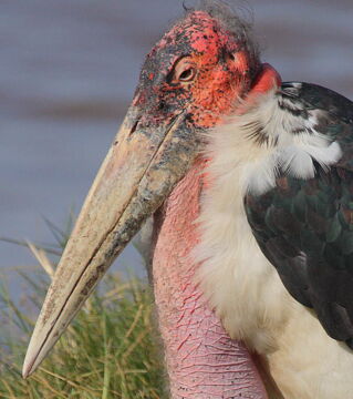 Der Marabu ist ein beeindruckender Stelzvogel, aber sein federloser Kopf und Hals sind nicht gerade förderlich für seine Schönheit.
