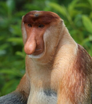Der Nasenaffe ist ein Affe, der auf Borneo lebt und dessen Nase ziemlich beeindruckend ist. Übrigens handelt es sich dabei um ein wichtiges Mittel der Verführung.
