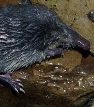 Der Pyrenäen-Desman hat eine ungewöhnliche Schnauze, die ihm den Spitznamen "Trompetenratte" beschert hat.