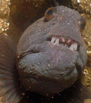 Der Seewolf hat einen Kopf mit vollen Wangen und dicken Lippen, was dazu führt, dass er nicht gerade freundlich wirkt.