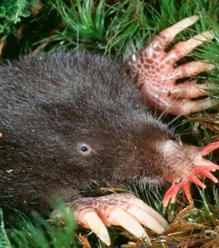 Der Sternmull oder Sternnasenmaulwurf ist ein kleiner Maulwurf, der sich durch die seltsame Sternform seiner Schnauze auszeichnet.