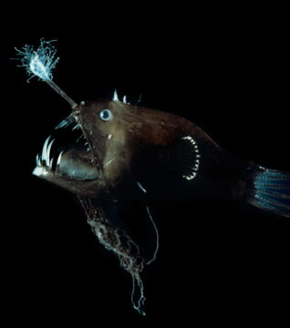 Der Teufelsangler ist ein Tiefseefisch mit sehr speziellem Aussehen. Er hat ein Organ, das Licht produziert, um seine Beutetiere anzulocken