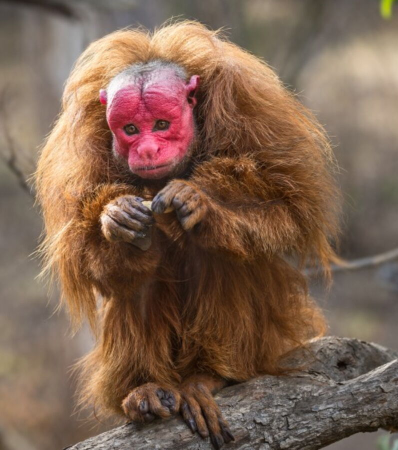 Das sind die hässlichsten Tiere der Welt