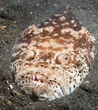 Der Weißrand-Himmelsgucker ist ein Fisch, der sich eingräbt und nur seine Glubschaugen und sein Maul herausschauen lässt.