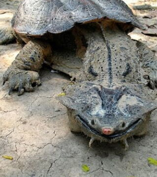 Die Fransenschildkröte oder Mata-Mata überrascht mit ihren dornigen Schuppen und ihrem dreieckigen Kopf jeden, der sie trifft.
