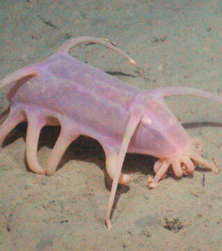 Die Scotoplanes ist eine Seegurke, die in der Tiefsee lebt. Ihr Aussehen führt dazu, dass sie auch "Schwein der Meere" genannt wird.