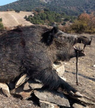 Es ist keine Überraschung, dass das größte Wildschwein keine Gegner in der Natur hat