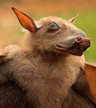 Hypsignathus monstrosus – der lateinische Name dieser großen Fledermaus sagt so einiges über ihr Aussehen. Besonders der Kopf ist ziemlich ausgefallen.