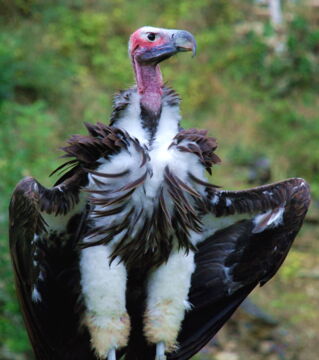 Mit seinem nackten Kopf, seinem faltigen Hals und seinen befederten Füßen ist der Ohrengeier nicht gerade der schönste unter den Greifvögeln.