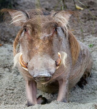 Mit seinen spärlichen Haaren und seinen Hörnern ist das Wüstenwarzenschwein oder Phacochoerus aethiopicus nicht gerade das schönste afrikanische Tier.