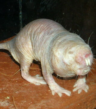 Trotz seines abstoßenden Aussehens ist der Nacktmull ein Tier mit faszinierenden Fähigkeiten.