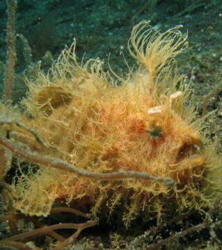Was Haare angeht, so braucht der gestreifte Anglerfisch definitiv auf niemanden neidisch zu sein. Allerdings verleiht ihm seine "Haarpracht" ein reichlich seltsames Aussehen.