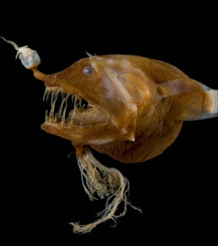 Wie die anderen Fische seiner Familie hat auch der Linophryne arborifera einen Kopf, den man unbedingt gesehen haben sollte.