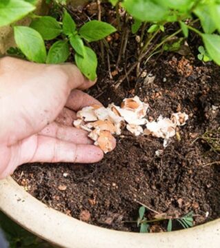 Eierschalen düngen und schützen auch vor Schnecken.