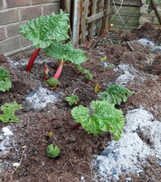 Holzasche ist nicht nur ein guter Dünger, sondern schützt auch vor Krankheiten und Schnecken. Also verwende die Asche nach dem Grillen weiter!