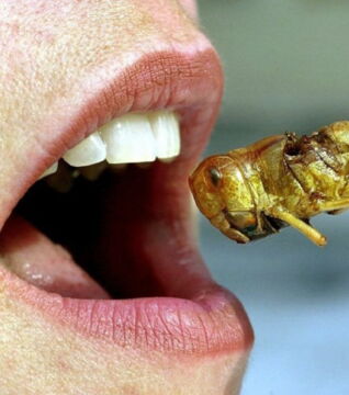 Essenstester: Meist handelt es sich hierbei um Gerichte, die man jetzt normalerweise nicht unbedingt isst, wie zum Beispiel Insekten. Das wird gut bezahlt: 280 000 Euro/Jahr