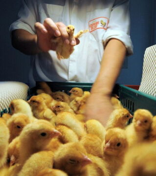 Geflügelgeschlechtsbestimmer: Es ist kein Leichtes, männliche von weiblichen Küken zu unterscheiden, das bringt demnach auch schön viel Geld ein und zwar in Höhe von 55 000 Euro/Jahr