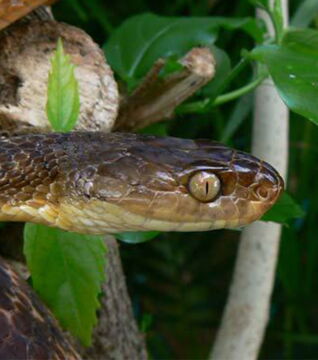 Guam: Die braune Nachtbaumnatter gehört zu den invasiven Spezies und hat eine starke negative Wirkung auf das Ökosystem. Sie greift z.B. Vögel an und vermehrt sich schnell. Auf Guam hört man kaum Vögel zwitschern!